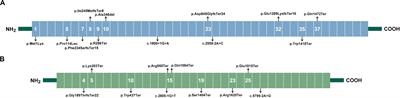 Genetic and Clinical Characteristics of Patients With Hereditary Spherocytosis in Hubei Province of China